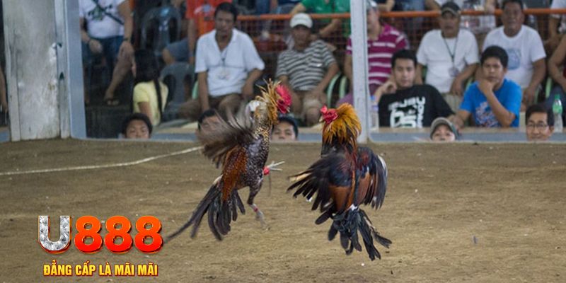 hay 88 đăng nhập mậu binh khuyến mãi
