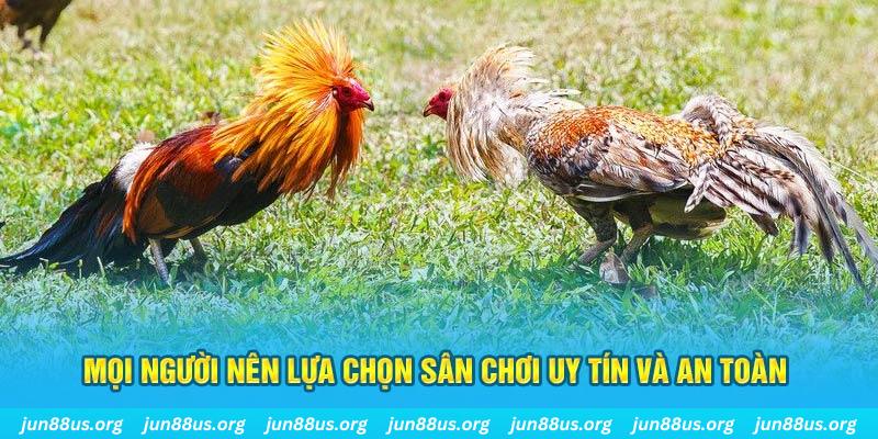 hay 88 Cỡ bảy