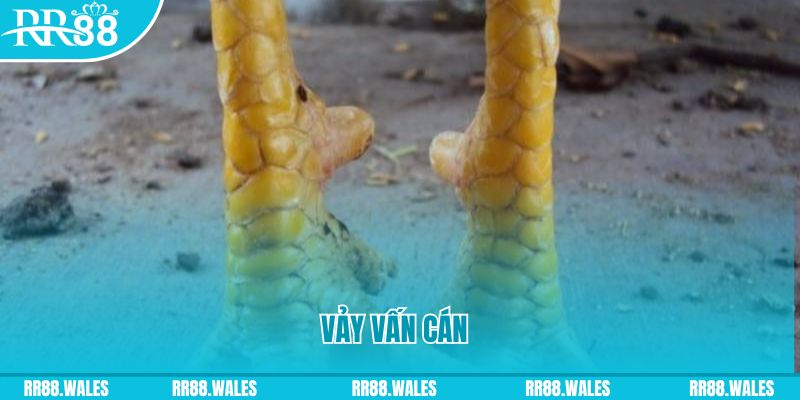 hay 88 Phi Đội Ưu Tú