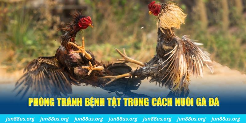 hay 88 Bài Poker Bonus